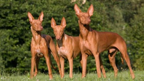 pharaoh hound dogs