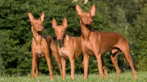 pharaoh hound dogs - caring