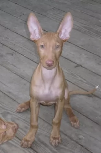 pharaoh hound puppy - description