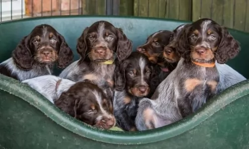 picardy spaniel puppies - health problems