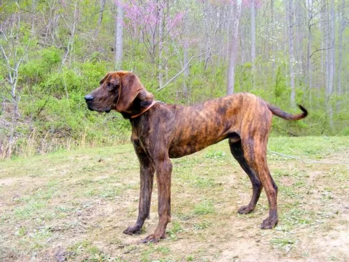 plott hound dog - characteristics