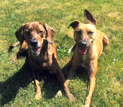 plott hound dogs - caring