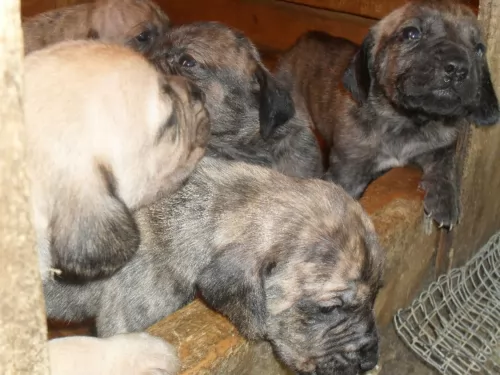 plott hound puppies - health problems