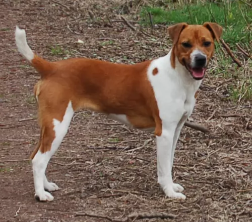 plummer terrier dog - characteristics