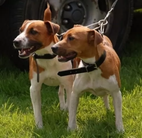 plummer terrier dogs - caring