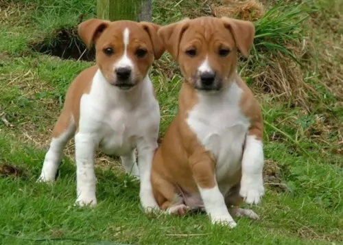 plummer terrier puppies - health problems