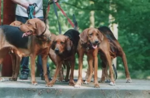 polish hound dogs - caring