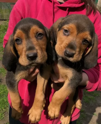 polish hound puppies - health problems