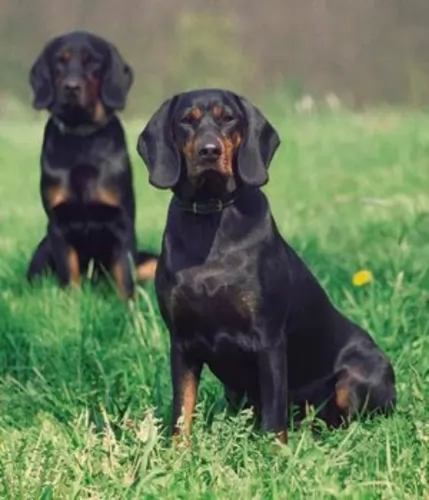 polish hunting dog dogs - caring