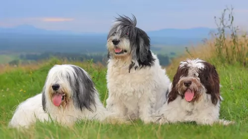 polish lowland sheepdog dogs - caring