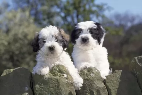 polish lowland sheepdog puppies - health problems