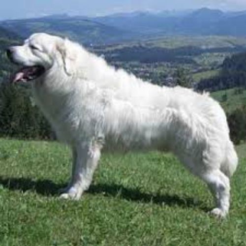 polish tatra sheepdog dog