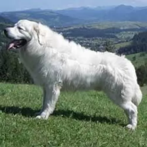 polish tatra sheepdog dog - characteristics