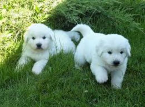 polish tatra sheepdog puppies