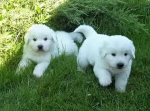 polish tatra sheepdog puppies - health problems