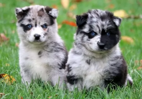 pomsky puppies - health problems