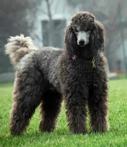 poodle dog - characteristics