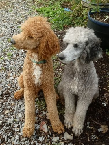 poodle dogs