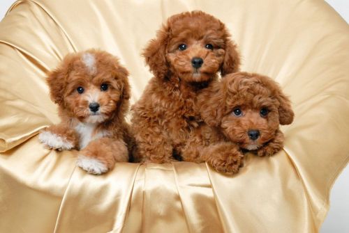 poodle puppies