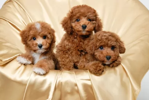 poodle puppies - health problems