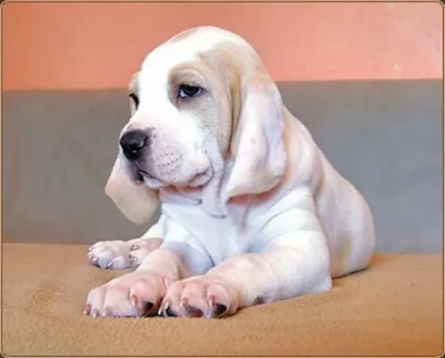 porcelaine puppy - description