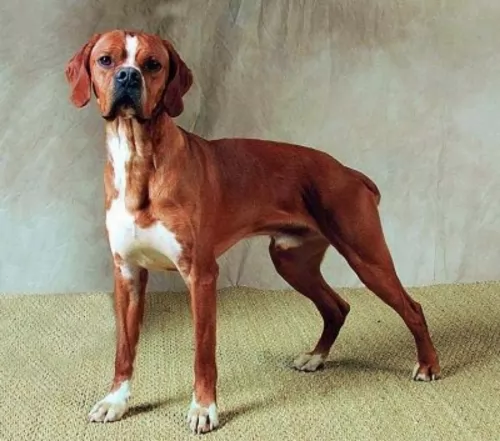 portuguese pointer dog - characteristics