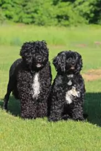 portuguese water dog dogs - caring