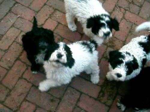 portuguese water dog puppies