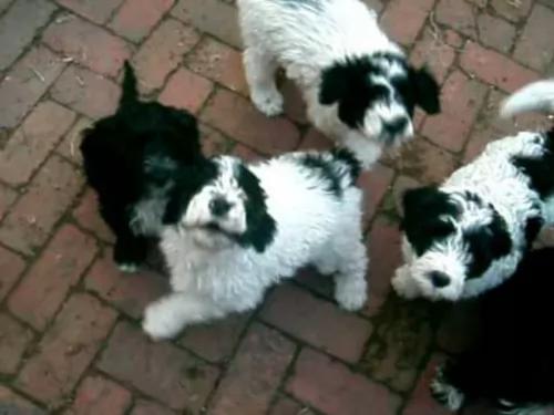portuguese water dog puppies - health problems