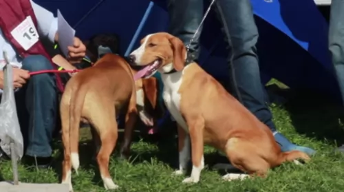 posavac hound dogs - caring