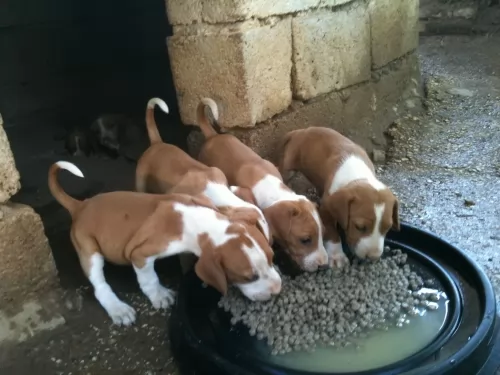 posavac hound puppies - health problems