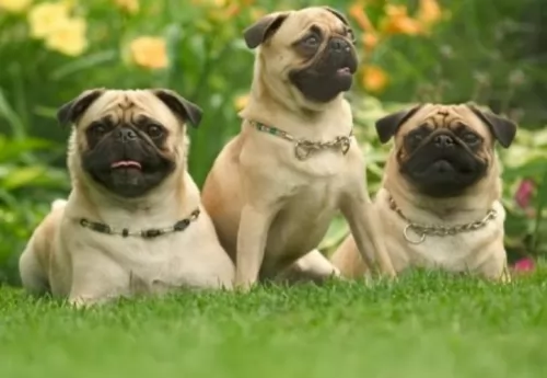 pug dogs - caring