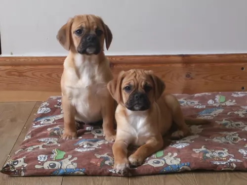 puggle puppies - health problems