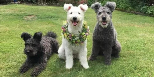 pumi dogs - caring