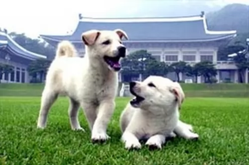 pungsan dog puppies - health problems