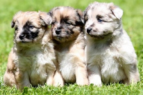 pyrenean shepherd puppies