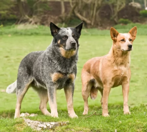 queensland heeler dogs - caring