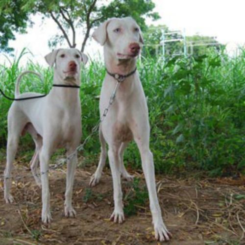 rajapalayam dogs