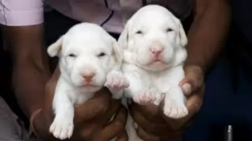 rajapalayam puppies - health problems