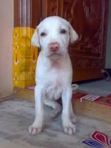rajapalayam puppy - description