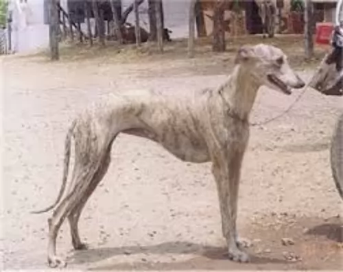 rampur greyhound - history