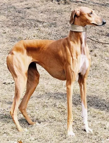 rampur greyhound dog - characteristics