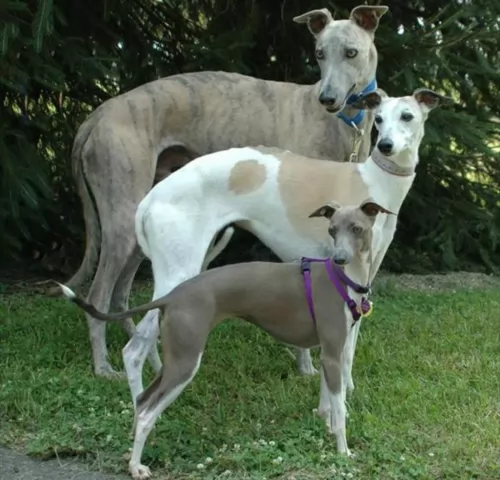 rampur greyhound dogs - caring