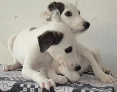 rampur greyhound puppies - health problems