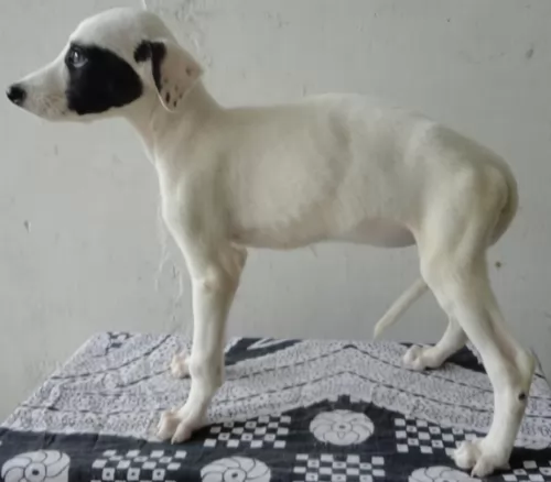 rampur greyhound puppy - description
