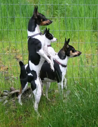 rat terrier dogs - caring