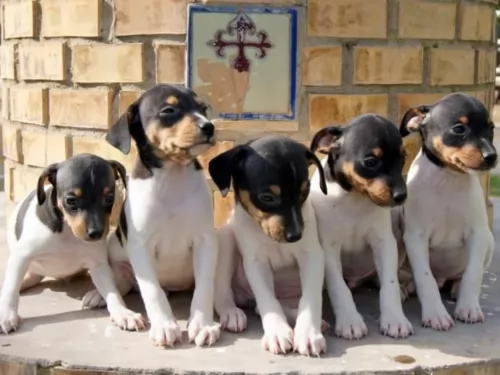 ratonero bodeguero andaluz puppies - health problems