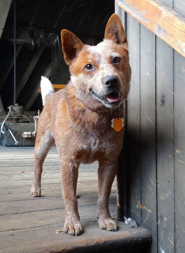 cattle dog x jack russell