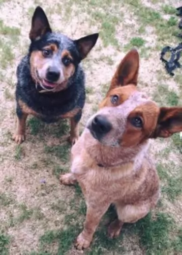 red heeler dogs - caring
