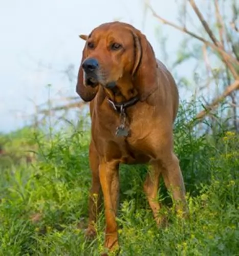 redbone coonhound - history